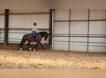 KWPN, Caballo castrado, 4 años, 167 cm, Morcillo