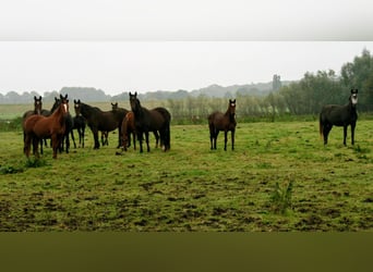 KWPN, Caballo castrado, 4 años, 167 cm, Morcillo