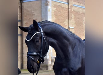 KWPN, Caballo castrado, 4 años, 167 cm, Negro