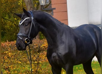 KWPN, Caballo castrado, 4 años, 167 cm, Negro