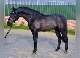 KWPN, Caballo castrado, 4 años, 167 cm, Negro