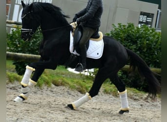 KWPN, Caballo castrado, 4 años, 167 cm, Negro