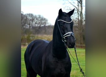 KWPN, Caballo castrado, 4 años, 167 cm, Negro