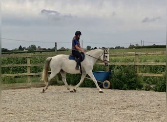 KWPN, Caballo castrado, 4 años, 167 cm, Tordo