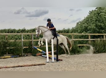 KWPN, Caballo castrado, 4 años, 167 cm, Tordo