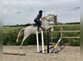 KWPN, Caballo castrado, 4 años, 167 cm, Tordo