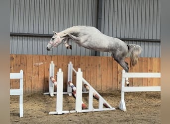 KWPN, Caballo castrado, 4 años, 167 cm, Tordo