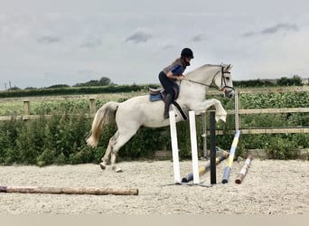 KWPN, Caballo castrado, 4 años, 167 cm, Tordo