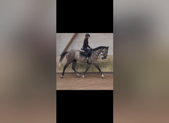 KWPN, Caballo castrado, 4 años, 167 cm, Tordo rodado