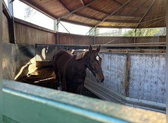 KWPN, Caballo castrado, 4 años, 168 cm, Alazán