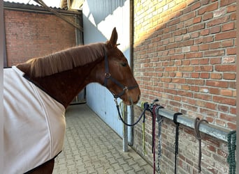 KWPN, Caballo castrado, 4 años, 168 cm, Alazán