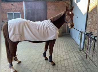 KWPN, Caballo castrado, 4 años, 168 cm, Alazán