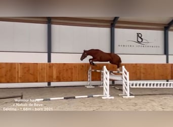 KWPN, Caballo castrado, 4 años, 168 cm, Alazán