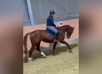 KWPN, Caballo castrado, 4 años, 168 cm, Alazán