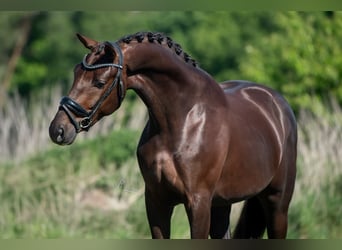 KWPN, Caballo castrado, 4 años, 168 cm, Alazán-tostado