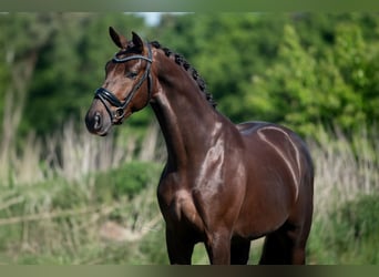 KWPN, Caballo castrado, 4 años, 168 cm, Alazán-tostado