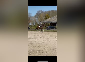 KWPN, Caballo castrado, 4 años, 168 cm, Castaño