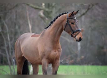 KWPN, Caballo castrado, 4 años, 168 cm, Castaño