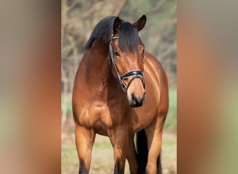KWPN, Caballo castrado, 4 años, 168 cm, Castaño