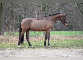 KWPN, Caballo castrado, 4 años, 168 cm, Castaño