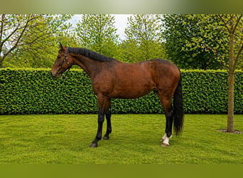 KWPN, Caballo castrado, 4 años, 168 cm, Castaño