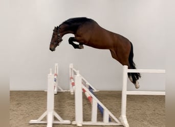 KWPN, Caballo castrado, 4 años, 168 cm, Castaño
