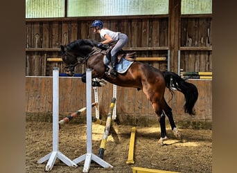 KWPN, Caballo castrado, 4 años, 168 cm, Castaño