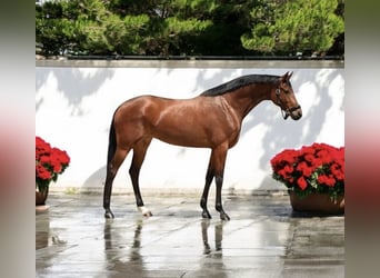 KWPN, Caballo castrado, 4 años, 168 cm, Castaño rojizo