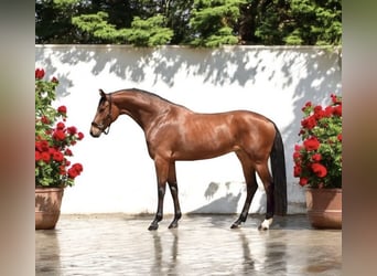 KWPN, Caballo castrado, 4 años, 168 cm, Castaño rojizo