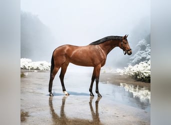 KWPN, Caballo castrado, 4 años, 168 cm, Castaño rojizo