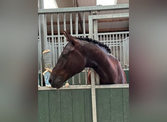 KWPN, Caballo castrado, 4 años, 168 cm, Negro