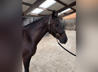 KWPN, Caballo castrado, 4 años, 168 cm, Negro