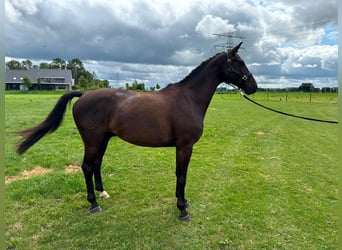 KWPN, Caballo castrado, 4 años, 168 cm, Negro