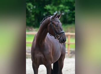 KWPN, Caballo castrado, 4 años, 168 cm, Negro