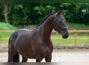 KWPN, Caballo castrado, 4 años, 168 cm, Negro