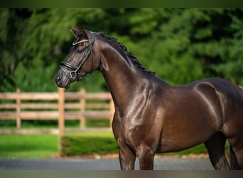 KWPN, Caballo castrado, 4 años, 168 cm, Negro