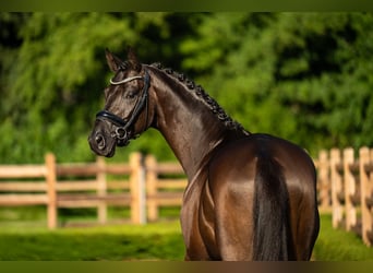 KWPN, Caballo castrado, 4 años, 168 cm, Negro