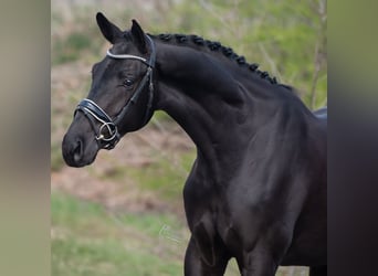 KWPN, Caballo castrado, 4 años, 168 cm, Negro