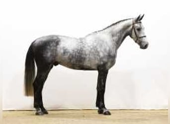 KWPN, Caballo castrado, 4 años, 168 cm, Tordo