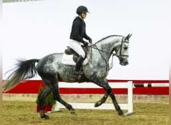 KWPN, Caballo castrado, 4 años, 168 cm, Tordo