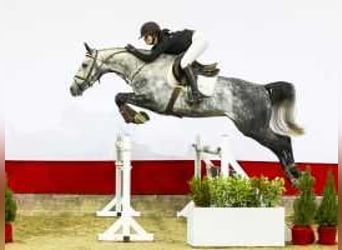 KWPN, Caballo castrado, 4 años, 168 cm, Tordo