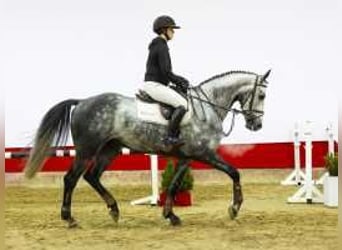 KWPN, Caballo castrado, 4 años, 168 cm, Tordo