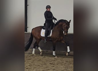 KWPN, Caballo castrado, 4 años, 169 cm, Castaño