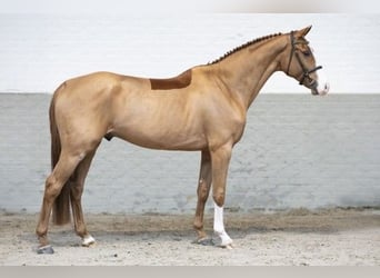 KWPN, Caballo castrado, 4 años, 169 cm, Castaño