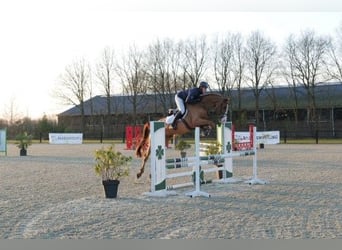 KWPN, Caballo castrado, 4 años, 169 cm, Castaño