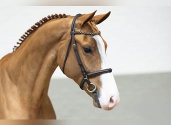 KWPN, Caballo castrado, 4 años, 169 cm, Castaño