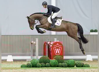 KWPN, Caballo castrado, 4 años, 169 cm, Castaño