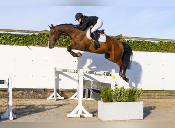 KWPN, Caballo castrado, 4 años, 169 cm, Castaño