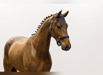 KWPN, Caballo castrado, 4 años, 169 cm, Castaño