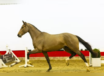 KWPN, Caballo castrado, 4 años, 169 cm, Castaño